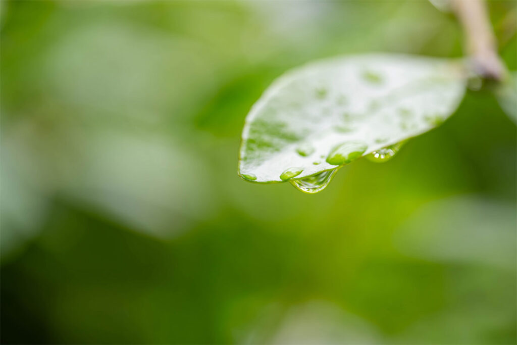 雨上がり